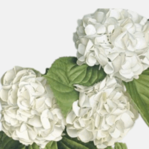 Hydrangea White - Select